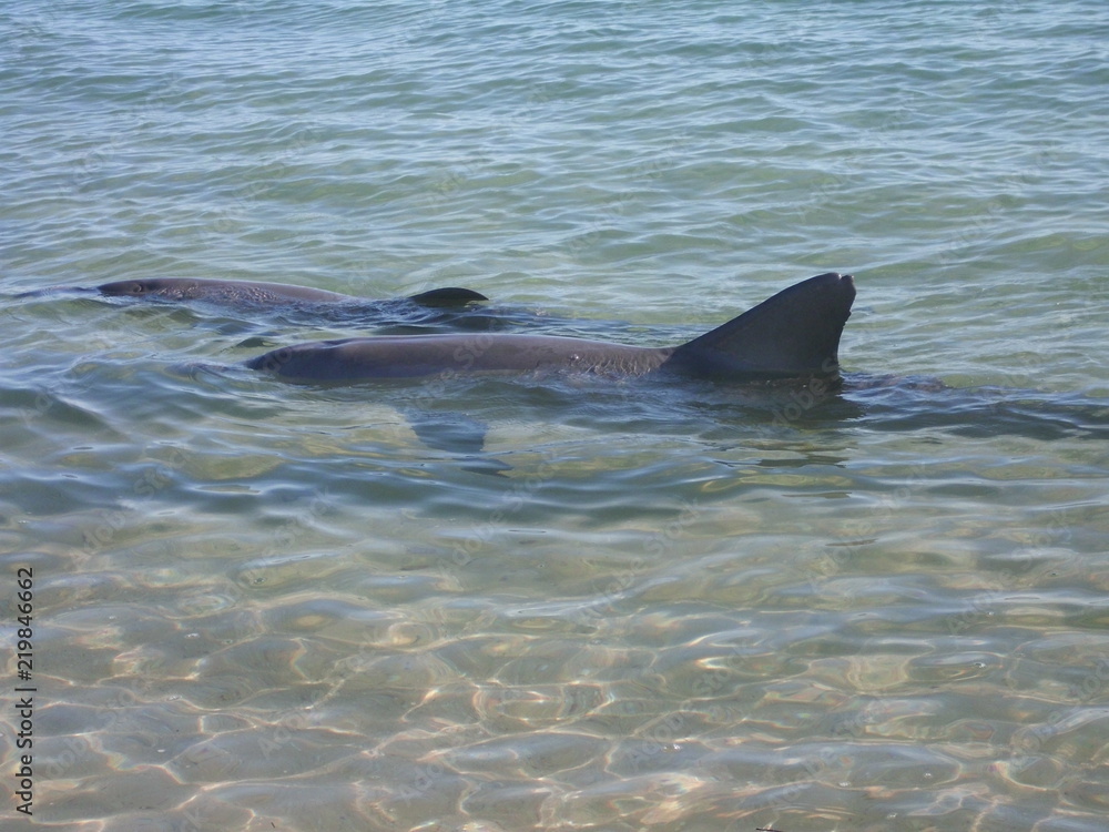 Obraz premium Monkey Mia Delfine