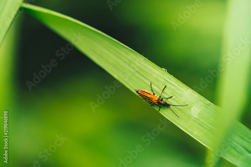Small beetle Cerambycidae on vivid shiny green grass with dew drops close-up with copy space. Pure, pleasant, nice greenery with rain drops in sunlight in macro. Green plants in rain weather. © Daniil