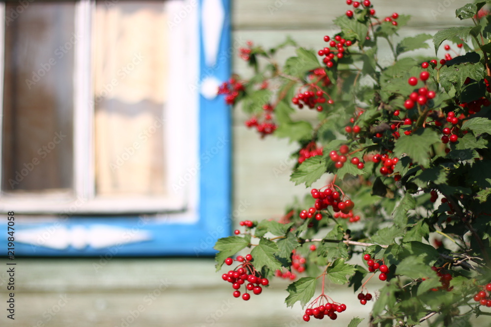 berries of viburnum against the background of the village window