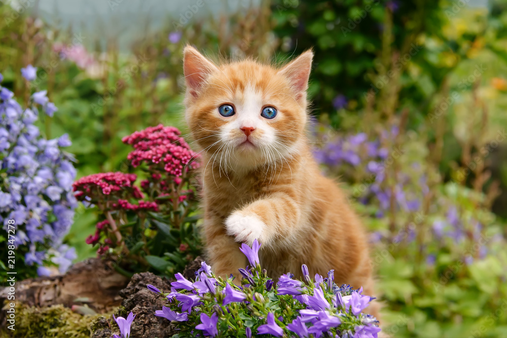 Fototapeta premium Mały kotek o cudownych niebieskich oczach bawiący się kwiatami