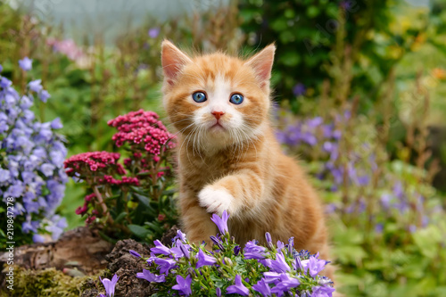 Valokuvatapetti Baby kitten with wonderful blue eyes playing with flowers