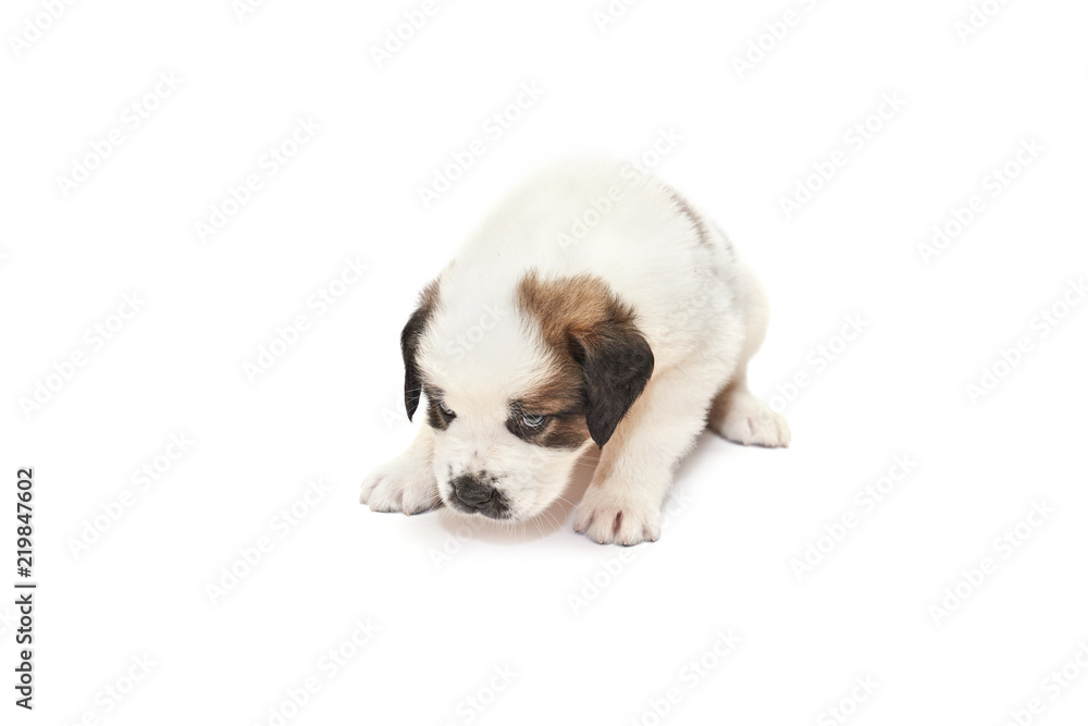 Saint bernard puppy lying