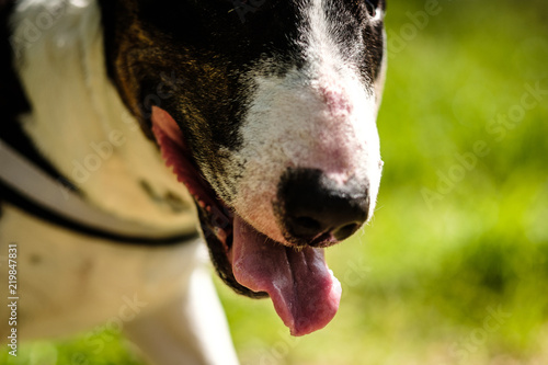 bull terrier 4