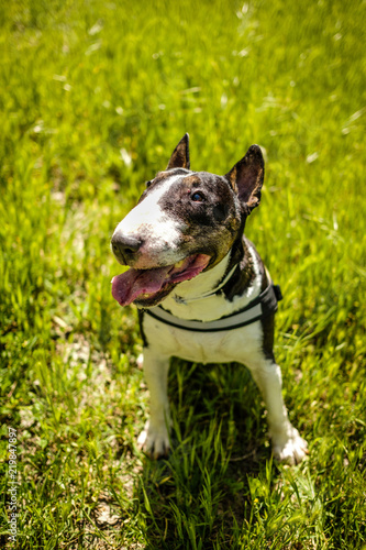bull terrier 2