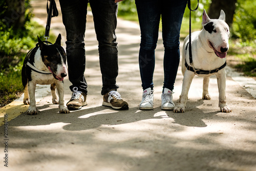 bull terrier y sus dueños 2