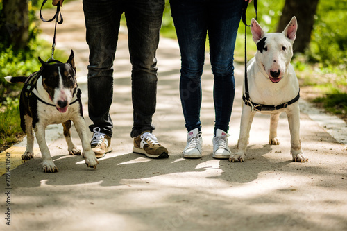 bull terrier y sus dueños