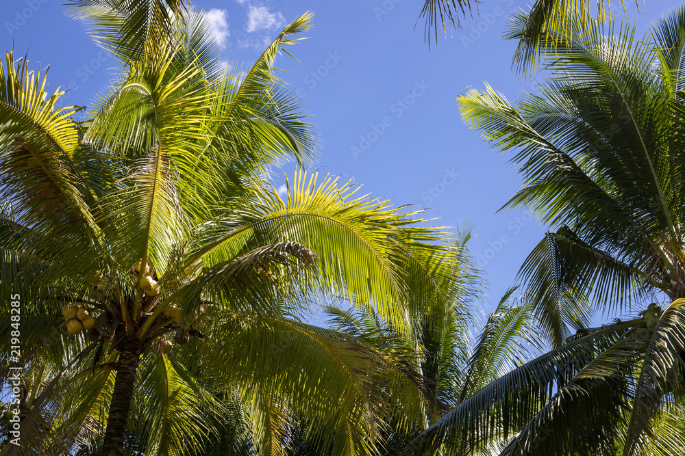Fluffy palm leaf on blue sky background. Optimistic tropical landscape photo. Exotic place for vacation.