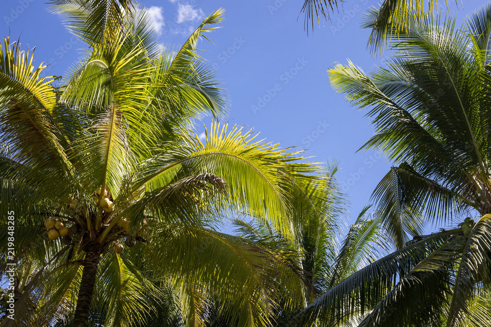 Fluffy palm leaf on blue sky background. Optimistic tropical landscape photo. Exotic place for vacation. Fluffy palm leaf on blue sky background. Optimistic tropical landscape photo. Exotic place for vacation.