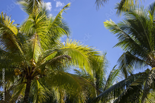 Fluffy palm leaf on blue sky background. Optimistic tropical landscape photo. Exotic place for vacation.