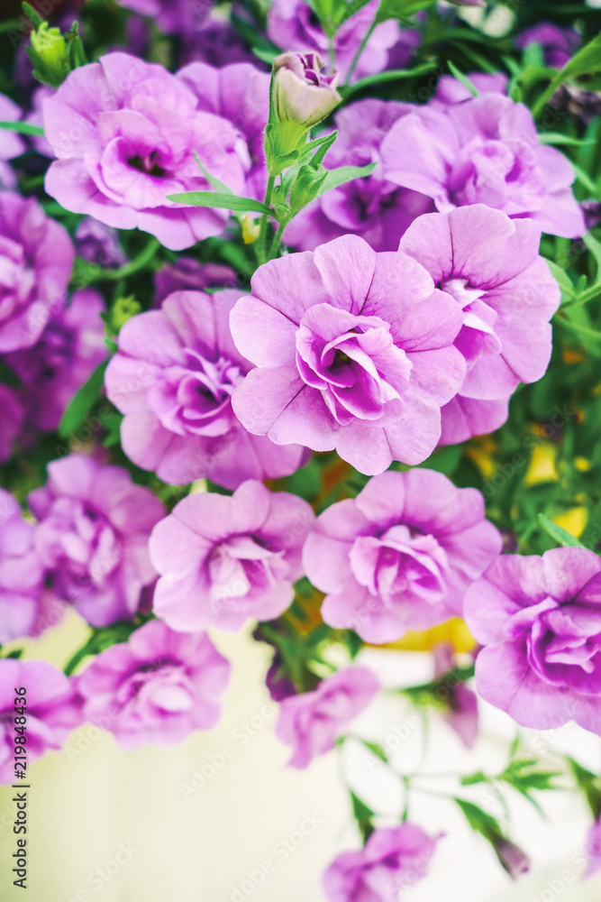 Purple Mirabilis jalapa or The Four o Clock Flower. Purple Mirabilis jalapa or The Four o Clock Flower.