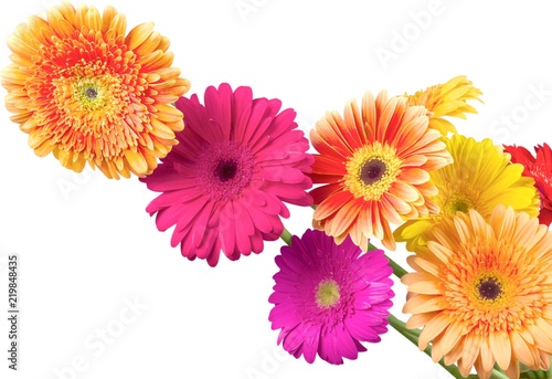 Bouquet of Gerbera Daisies