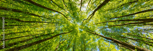 Looking up at the green tops of trees. Italy #219848647