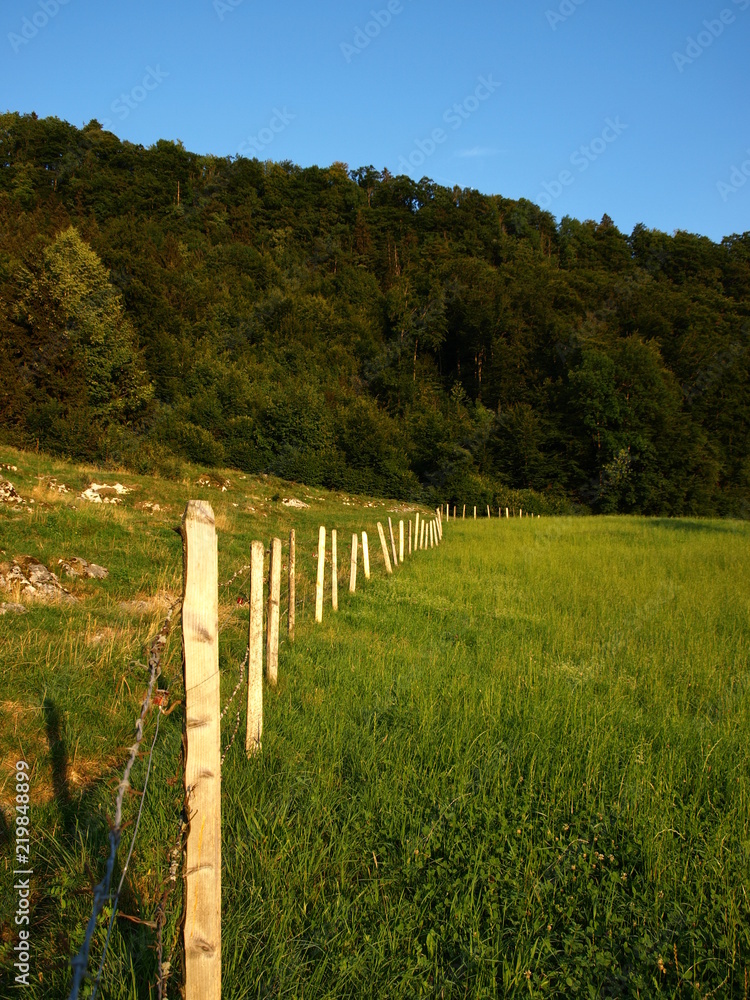 Fence on a green meadow, Switzerland
