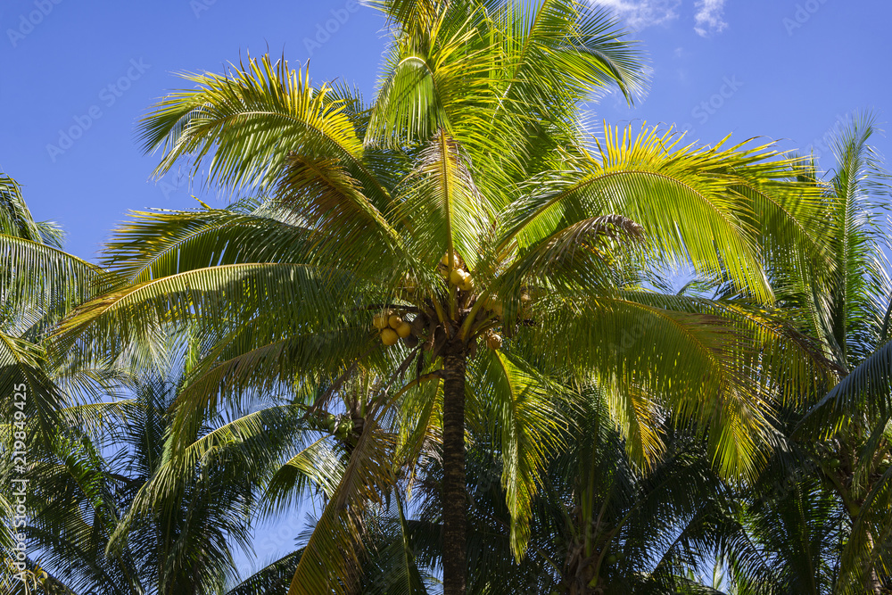 Green palm leaf on blue sky background. Beautiful tropical landscape photo. Exotic place for vacation.