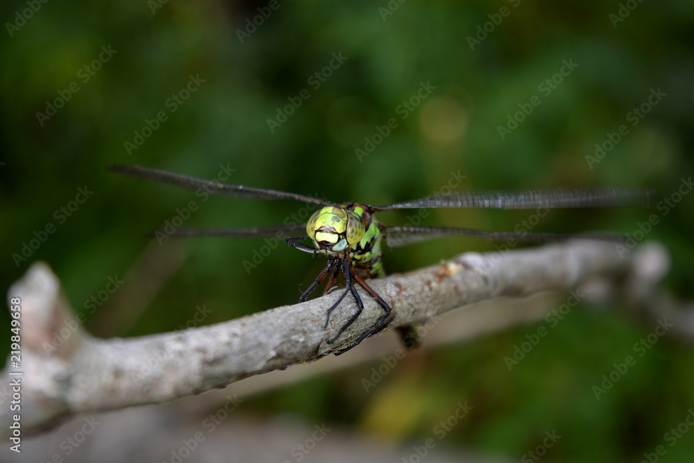Big beautiful dragonfly close up on green background Big beautiful dragonfly close up on green background
