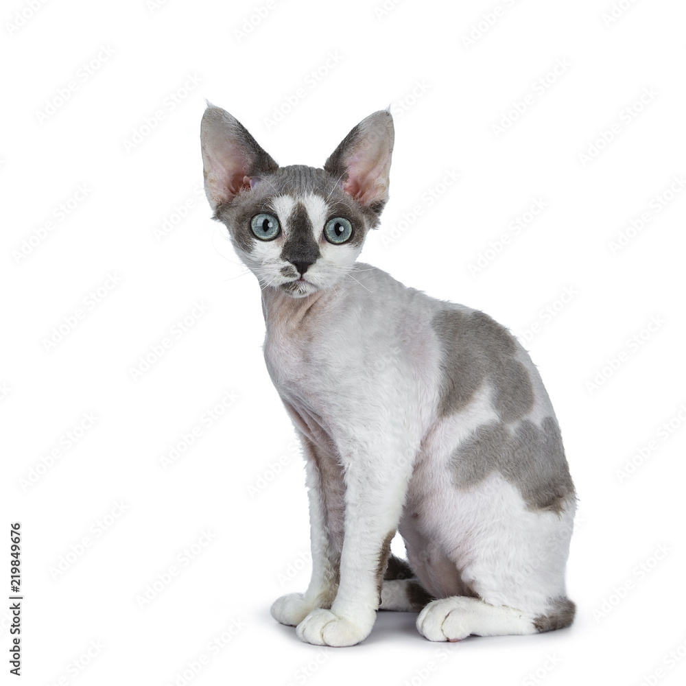 Adorable blue tonkanese point  with white Devon Rex cat kitten girl, sitting side ways, isolated on a white background looking beside lens with gorgeous pastel green eyes