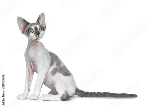 Adorable blue tonkanese point  with white Devon Rex cat kitten girl  sitting side ways isolated on a white background looking up with gorgeous pastel green eyes 