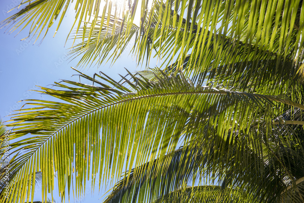 Green fluffy palm leaf on blue sky background. Beautiful tropical landscape photo. Exotic place for vacation.