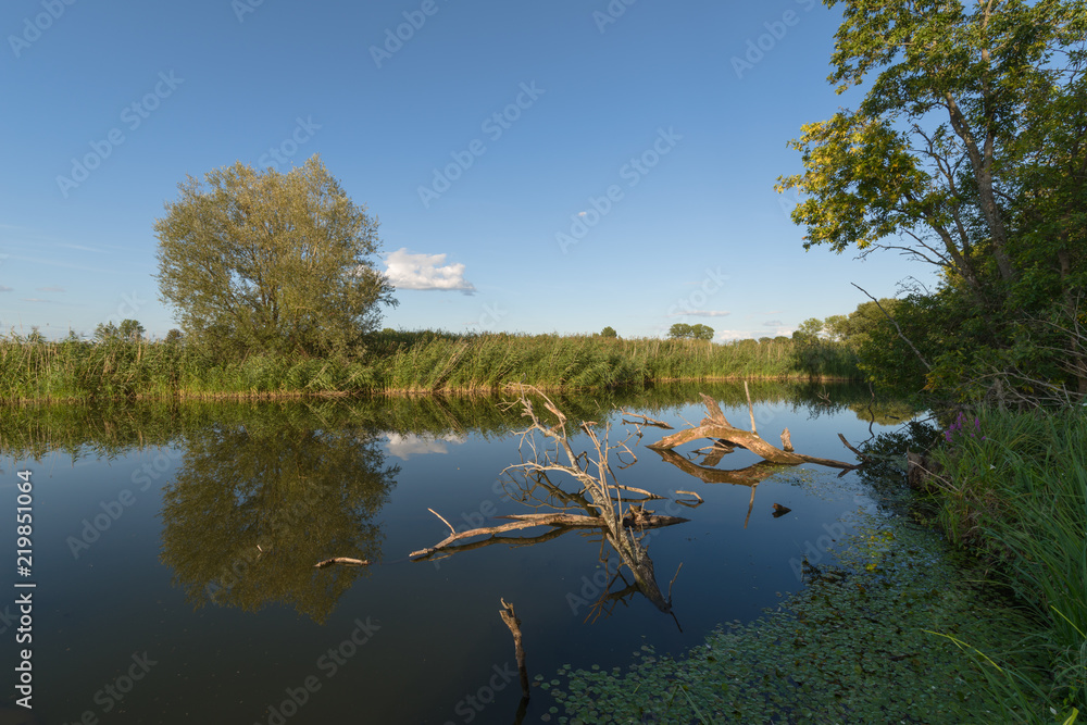 Fototapeta premium Bäume an einem Gewässer im Havelland in Brandenburg