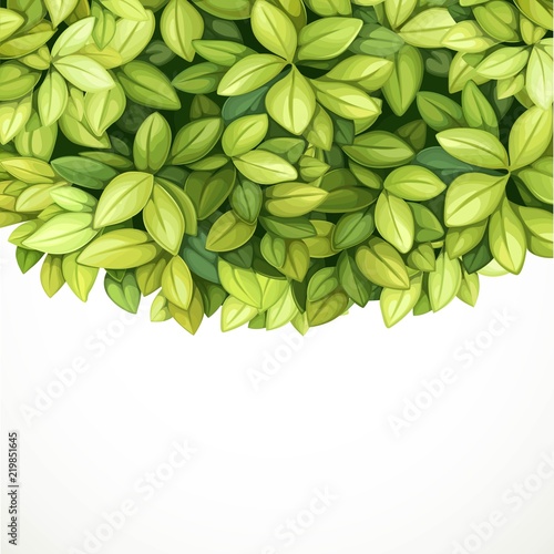 Crown tree from green oblong leaves isolated on white background place for text