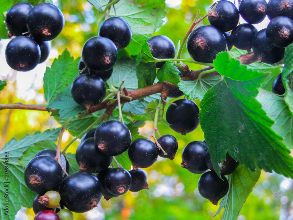 Beautiful, delicious blackcurrant berries on a branch Beautiful, delicious blackcurrant berries on a branch
