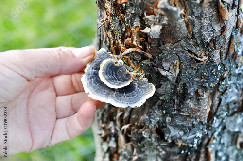 Woman's hand picking Trametes versicolor mushroom, commonly the turkey tail.A very medicinal mushroom used in medical research for the purpose of cancer treatment 