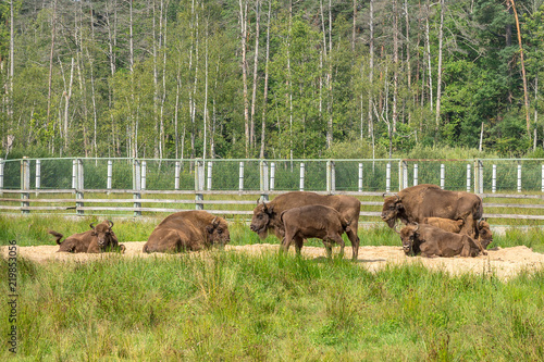European Bison, Bison bonasus, Visent © Oleg1824f