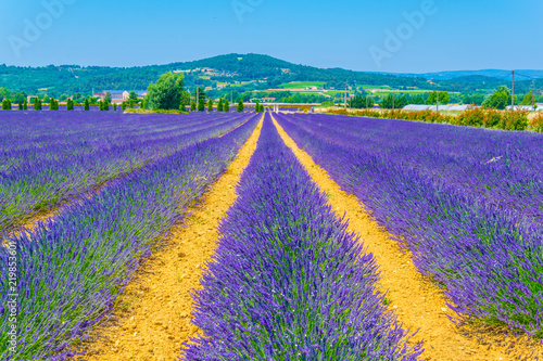 Lavender field in Luberon region, France