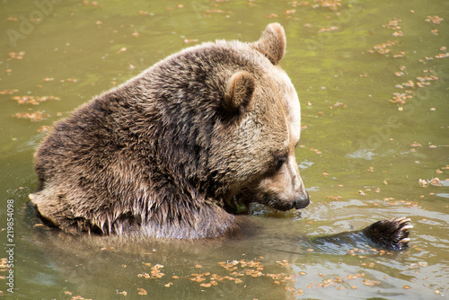 Der Braunbär