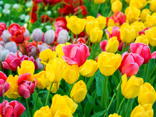 Background of colorful colorful fresh tulips