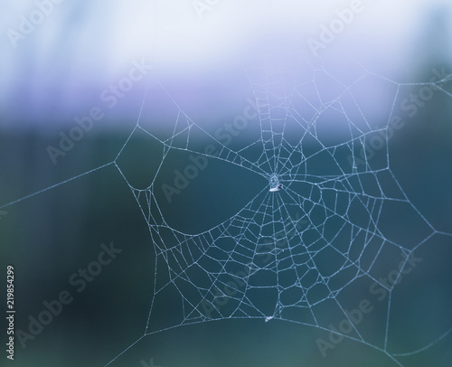 spider web woven by the insect