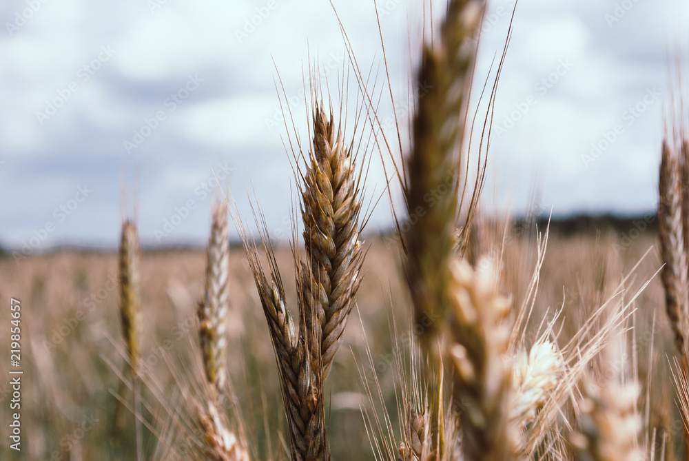Fototapeta premium Ear of rye, suffered a drought with subsequent heavy rains.