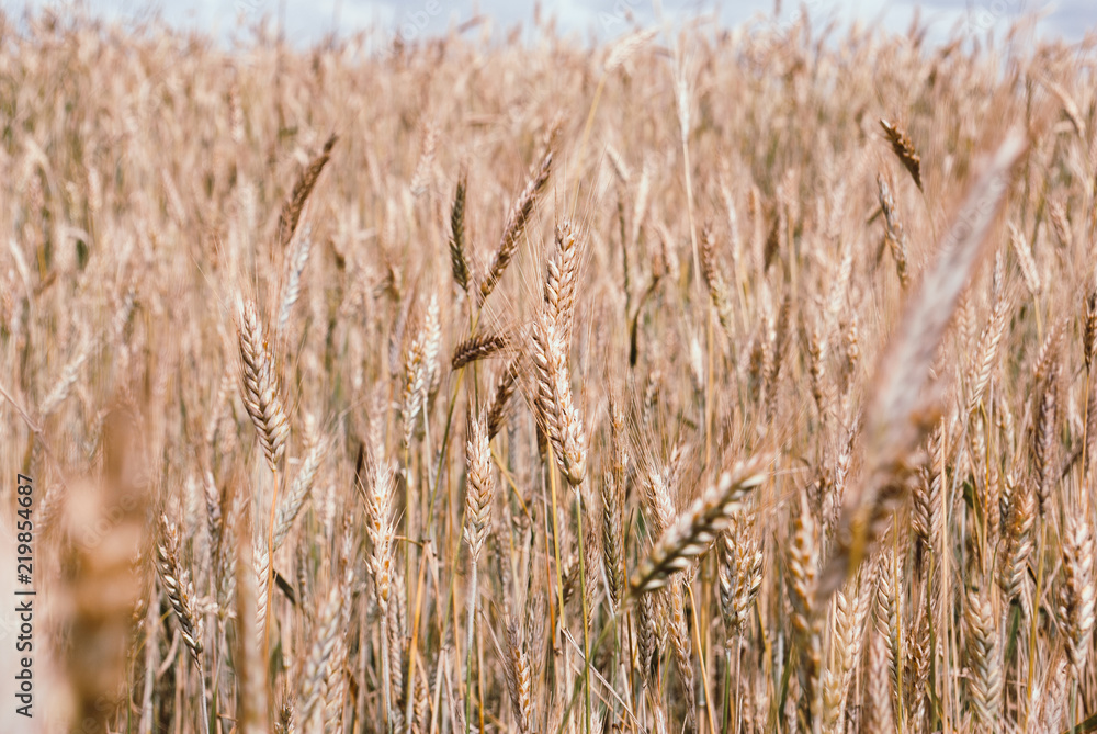 Fototapeta premium Perfect golden wheat field and sunny day