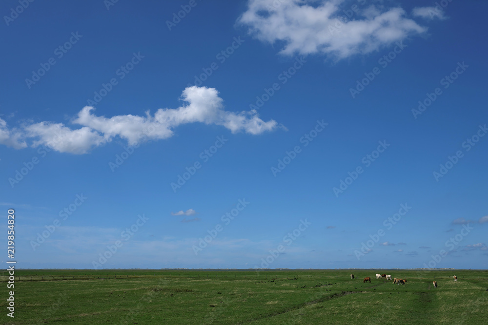 Fototapeta premium Deichhinterland in Ostfriesland und blauer Himmel - Stockfoto