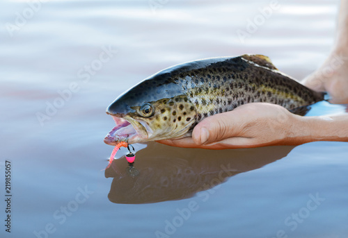 Caught trout is in man's hands. The salmon with a fishing lure in mouth is on a background of water. The caucasian fisherman is holding a predatory fish.