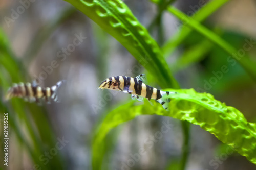 Botia with green, aquarium background. Shallow dof.The clown loach (Chromobotia macracanthus), or tiger botia, is a tropical freshwater fish belonging to the botiid loach family from Indonesia. photo