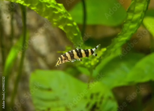 Botia with green, aquarium background. Shallow dof.The clown loach (Chromobotia macracanthus), or tiger botia, is a tropical freshwater fish belonging to the botiid loach family from Indonesia. photo