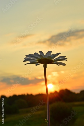 Daisy on a background of dawn