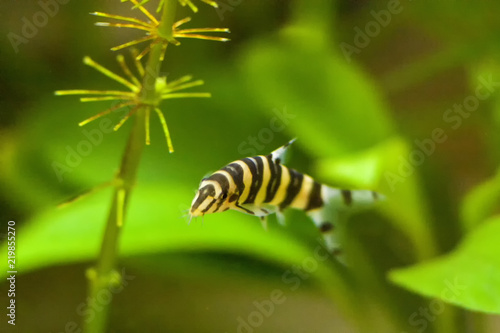 Botia with green, aquarium background. Shallow dof.The clown loach (Chromobotia macracanthus), or tiger botia, is a tropical freshwater fish belonging to the botiid loach family from Indonesia.