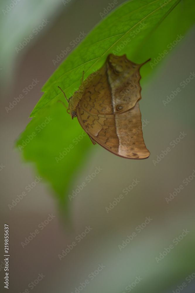 gros papillon marron clair posé sur une feuille verte en plan tapproché en  été Photos | Adobe Stock