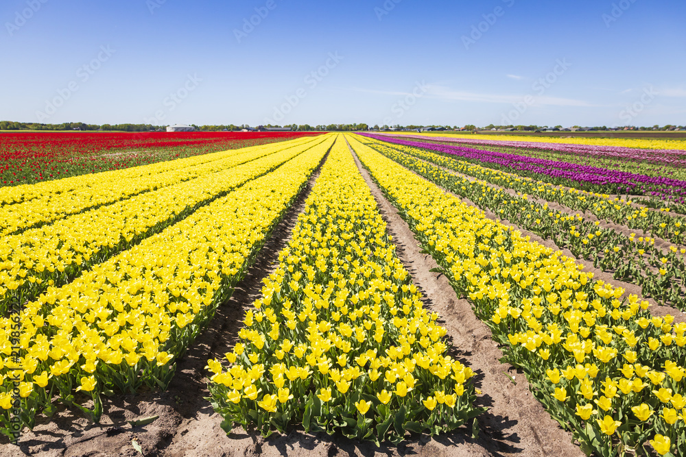 Yellow Dutch tulips flowers field with a blue sky