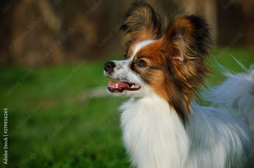 Papillon dog outdoor portrait in nature Papillon dog outdoor portrait in nature