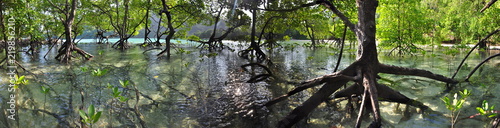 Panorama of a tropical mangrove forest on Mu Ko Surin islands in Thailand