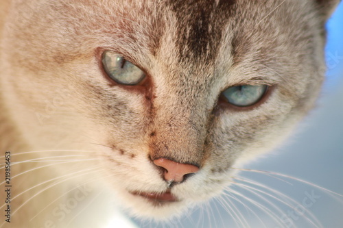 Photography Cats wild