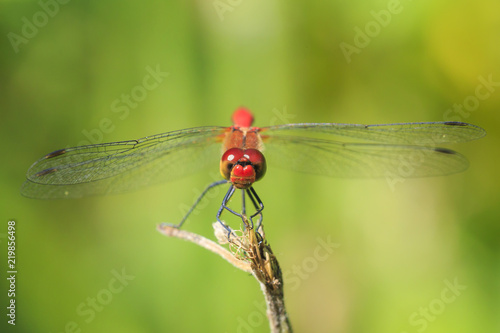 Closeup of a male red colored Ruddy darter (Sympetrum sanguineum) resting in sunlight in a meadow