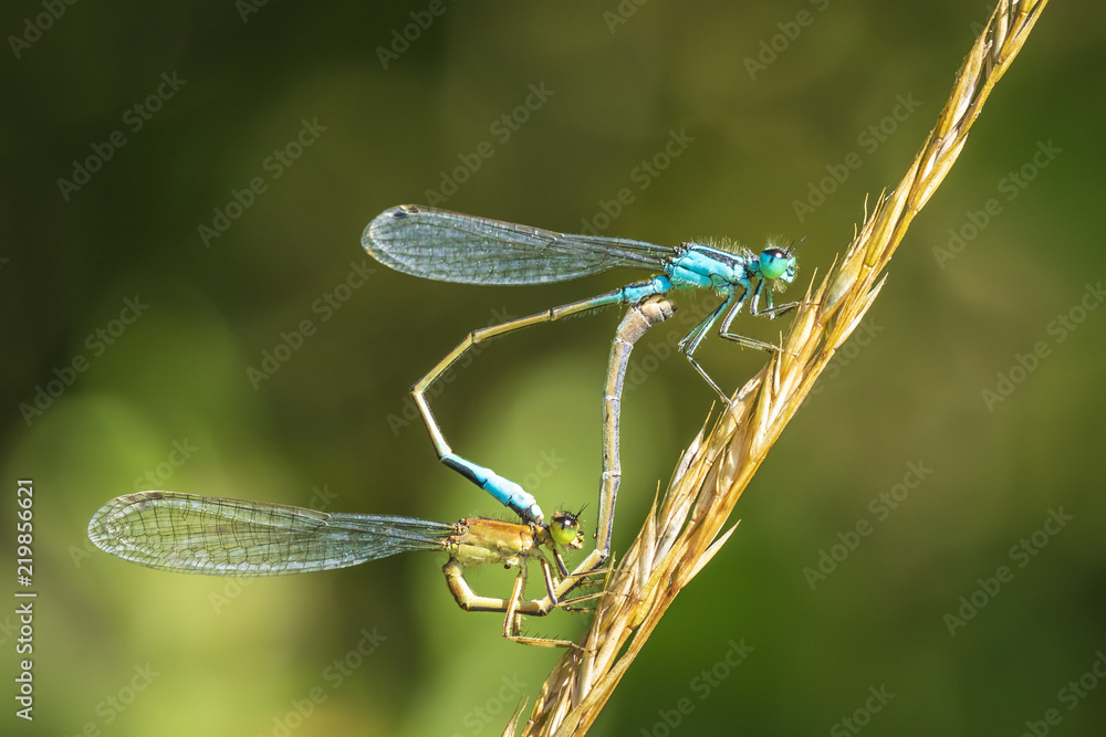 Closeup of two common bluetail Ischnura elegans damselflies mating wheel or heart shape Closeup of two common bluetail Ischnura elegans damselflies mating wheel or heart shape