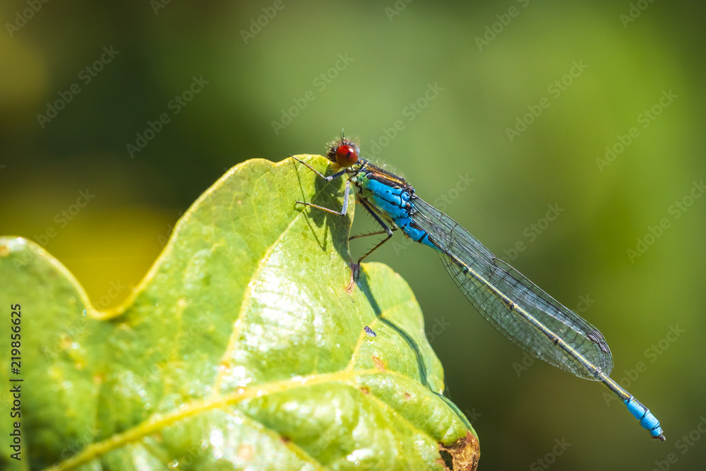 Closeup of a small red-eyed damselfly Erythromma viridulum perched in a forest Closeup of a small red-eyed damselfly Erythromma viridulum perched in a forest