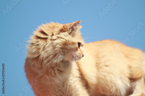 Fototapeta Naklejka Na Ścianę i Meble -  Cats wild