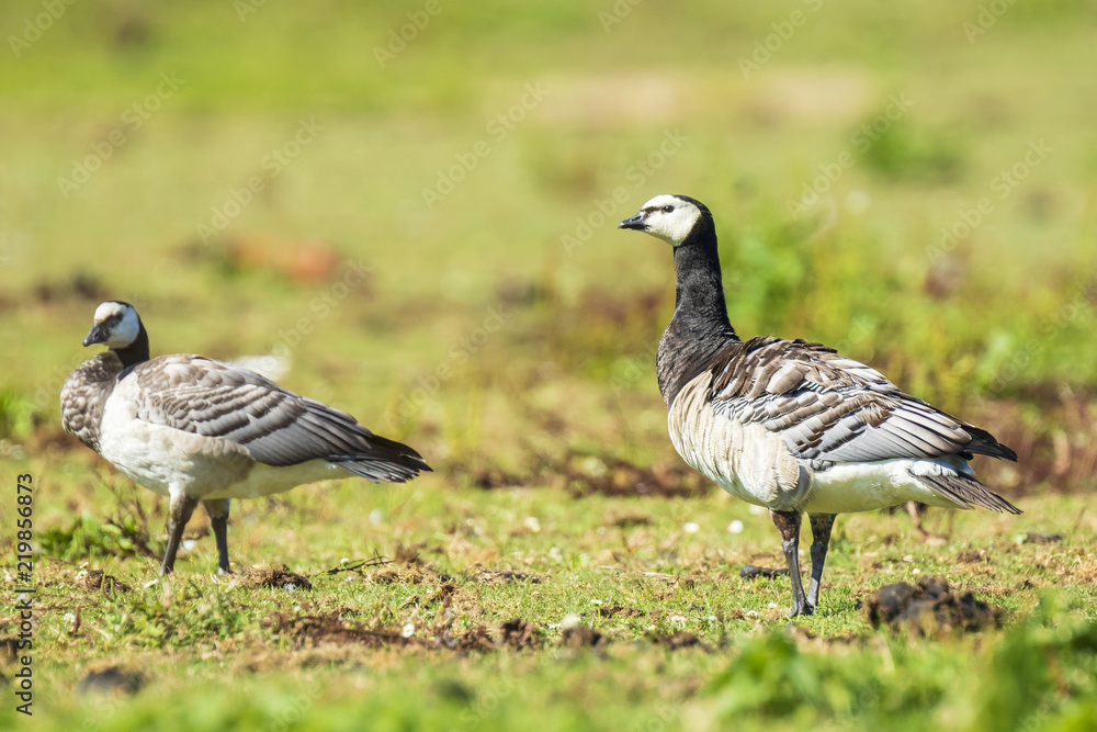 Closeup of a barnacle goose Branta leucopsis in a meadow Closeup of a barnacle goose Branta leucopsis in a meadow