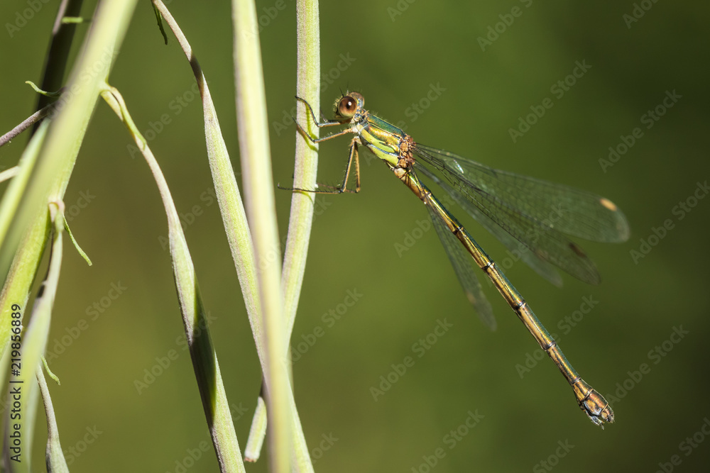 Detail closeup of a western willow emerald damselfly Chalcolestes viridis Detail closeup of a western willow emerald damselfly Chalcolestes viridis